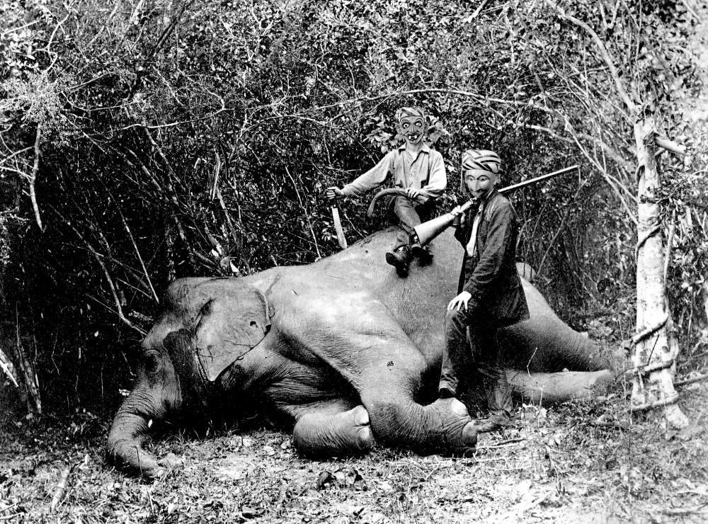 Drs. Fritz and Paul Sarasin with dead elephant, 1883 – 1886, Letters to Fritz and Paul, Inas Halabi 2017.