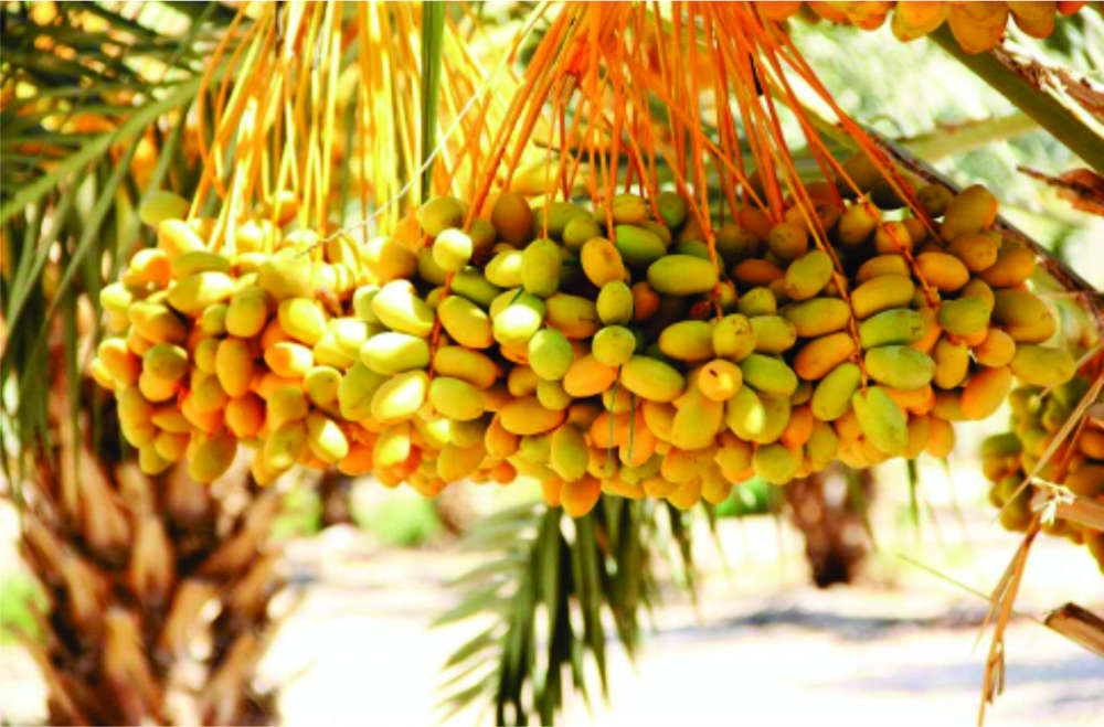 Palestinian Medjool dates.