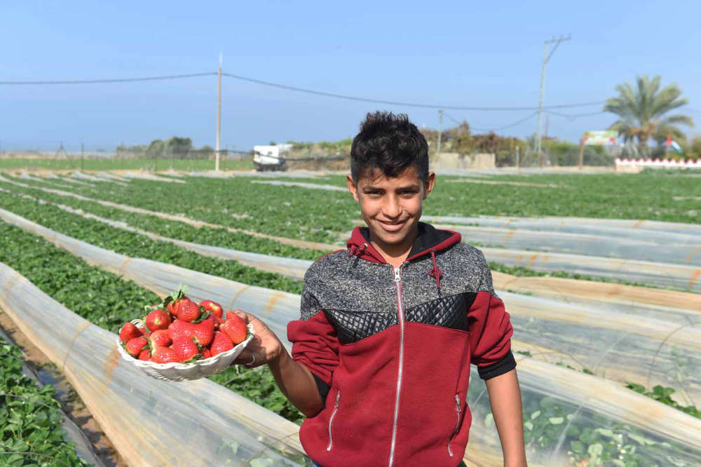Strawberries grown in Gaza.