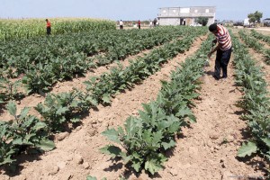 Palestinian farmers from Gaza.