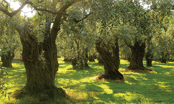 The-State-of-Palestine-Participates-1