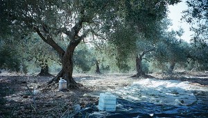 Al-Shajara-al-Mubaraka-1