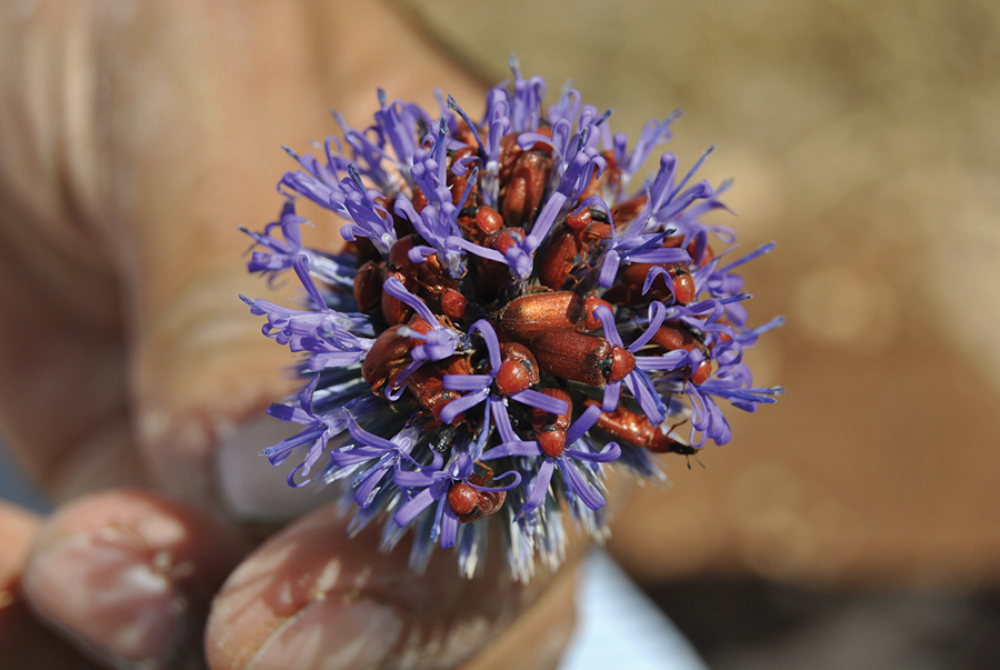 Beauty-in-(Bio)diversity-1