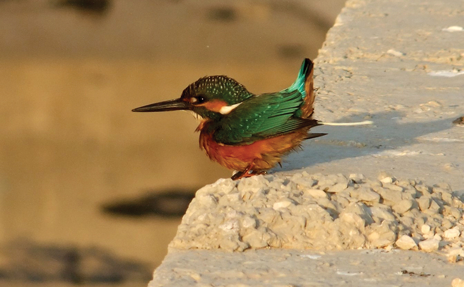 Common kingfisher.