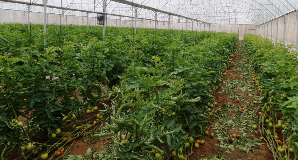Tomatoes planted inside a greenhouse.