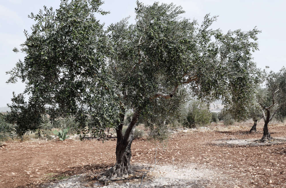 Olive groves in Tulkarem Governorate.