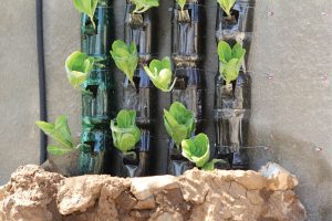 Green wall from recycled plastic bottles.